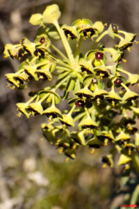 Euphorbia characias 2103
